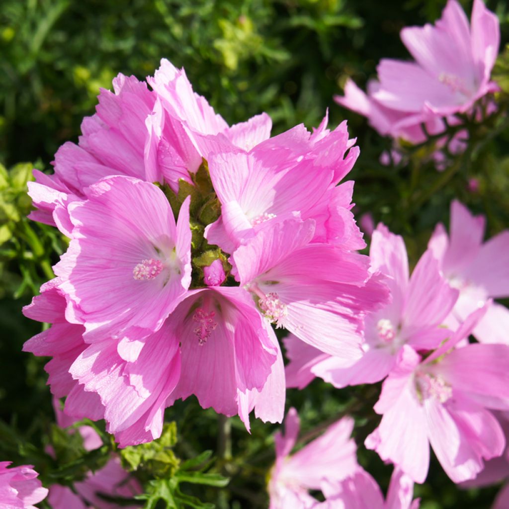 Moschus-Malve rosea - Malva moschata