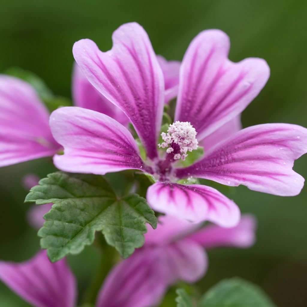 Wilde Malve - Malva sylvestris