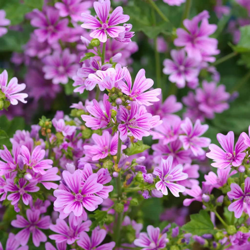 Wilde Malve - Malva sylvestris