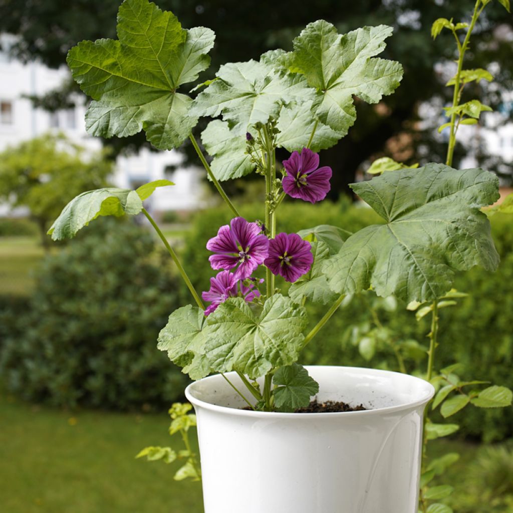 Wilde Malve - Malva sylvestris