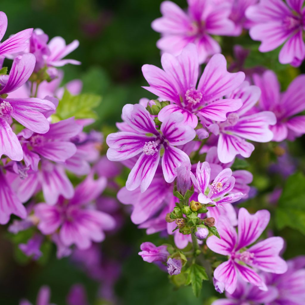 Wilde Malve - Malva sylvestris