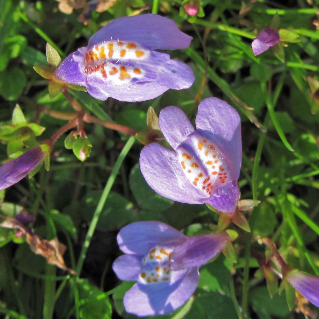 Mazus reptans - Mazus rampant.