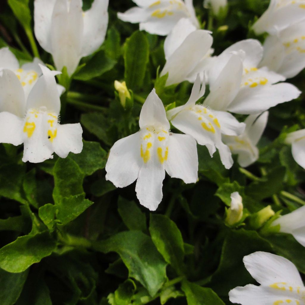 Mazus reptans Albus - Lippenmäulchen