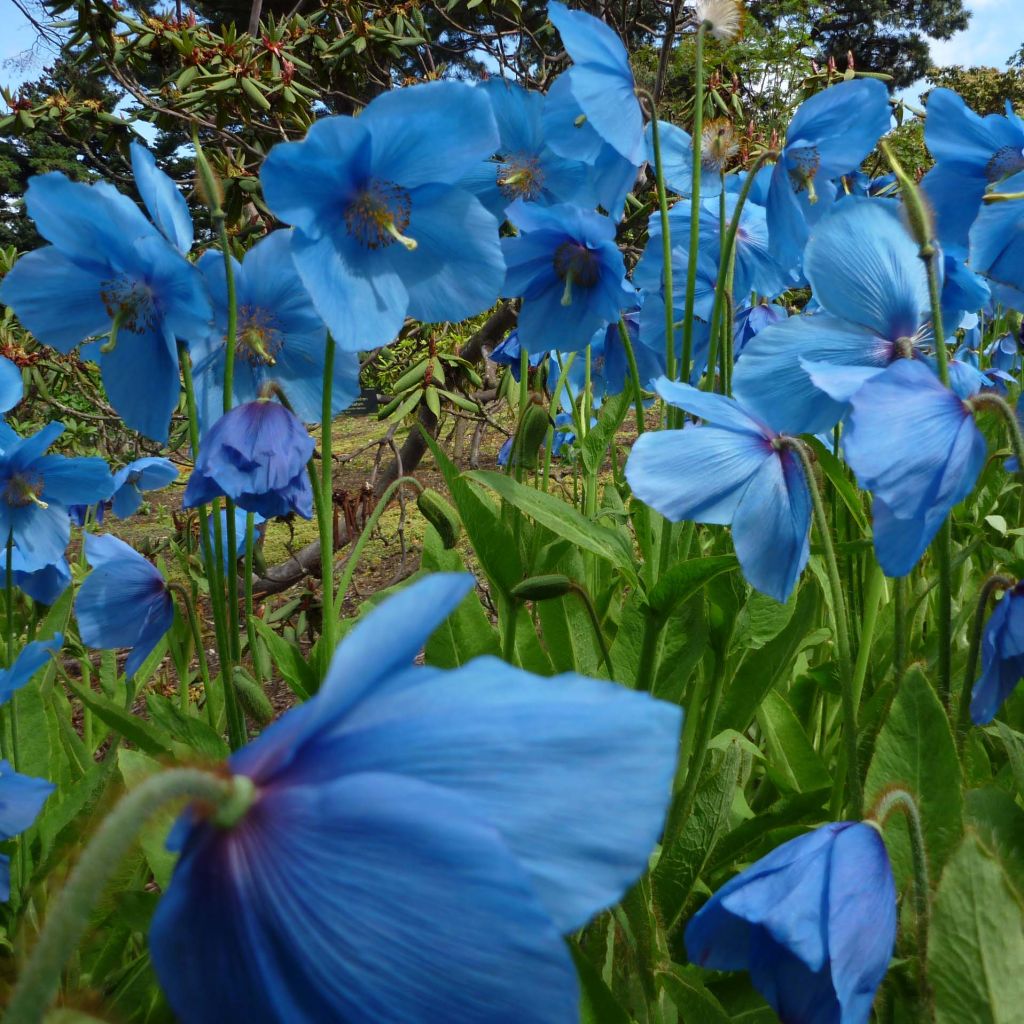 Meconopsis betonicifolia - Scheinmohn