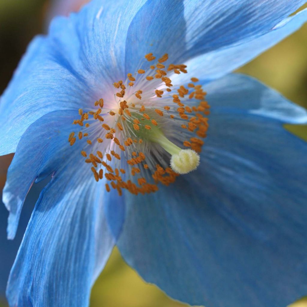 Pavot bleu de l Himalaya - Meconopsis betonicifolia