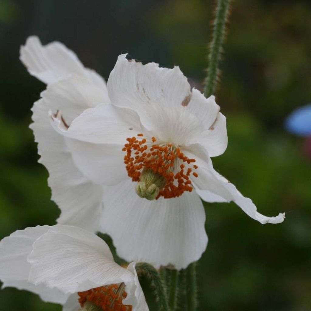 Pavot bleu de l'Himalaya - Meconopsis betonicifolia Alba