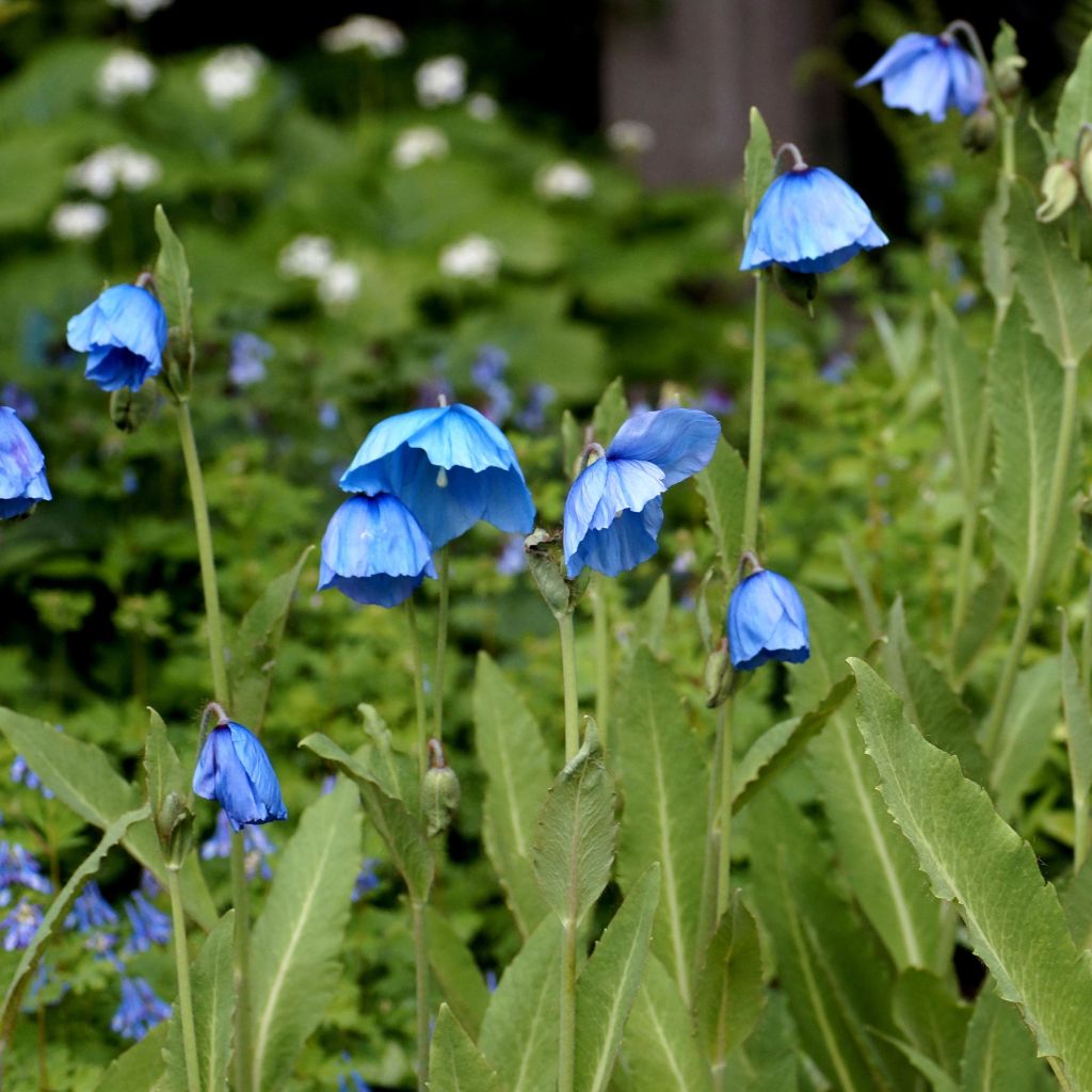 Pavot, Meconopsis grandis