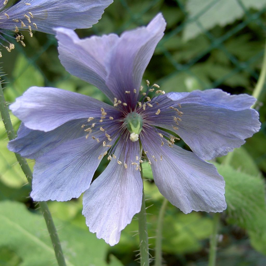 Meconopsis horridula - Stachliger Scheinmohn