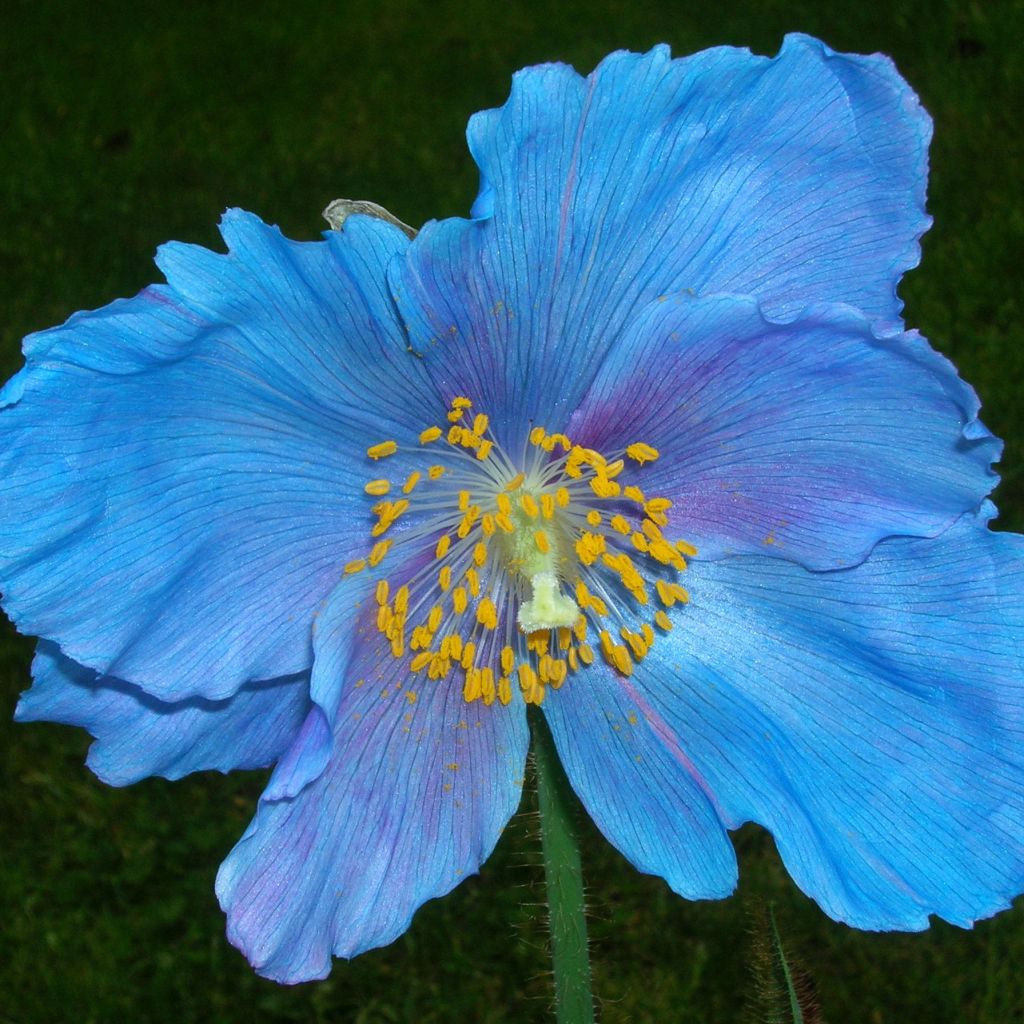 Meconopsis sheldonii - Bastard-Scheinmohn