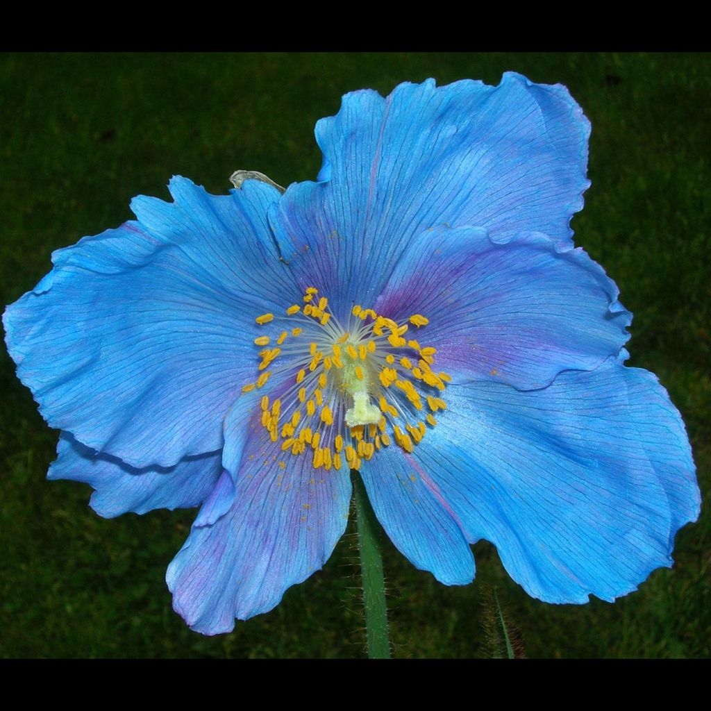 Meconopsis sheldonii Lingholm - Bastard-Scheinmohn