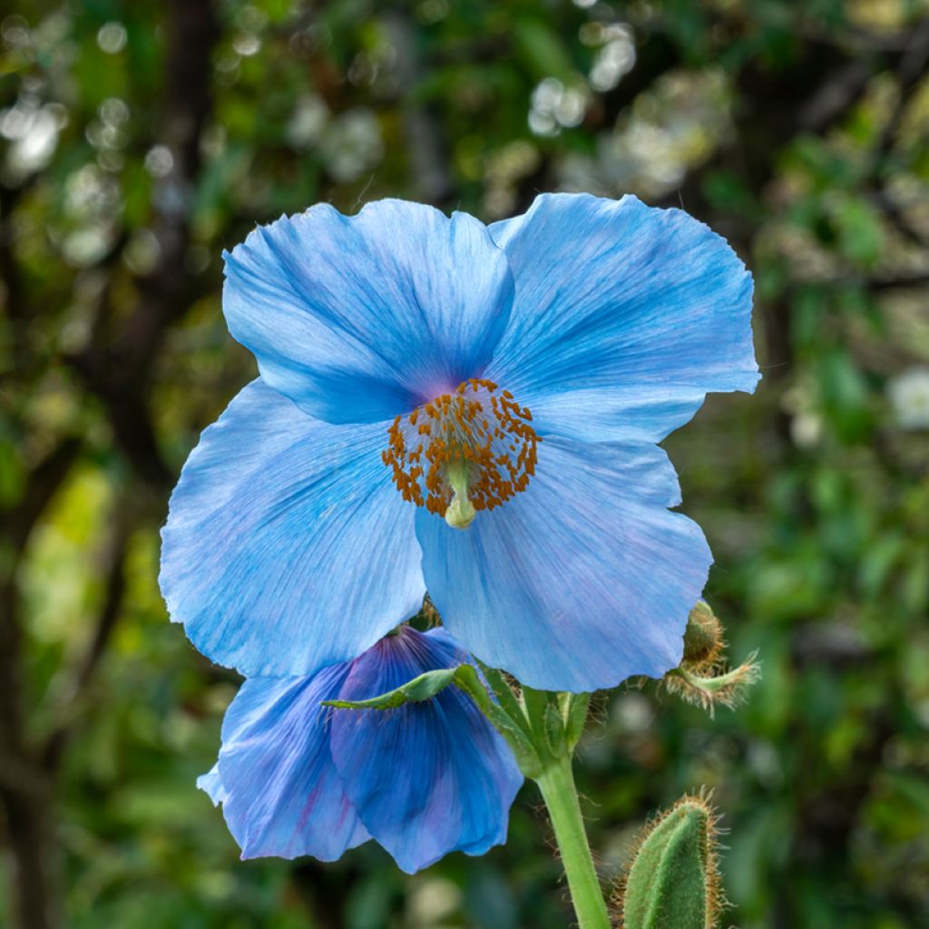 Meconopsis sheldonii Lingholm - Bastard-Scheinmohn