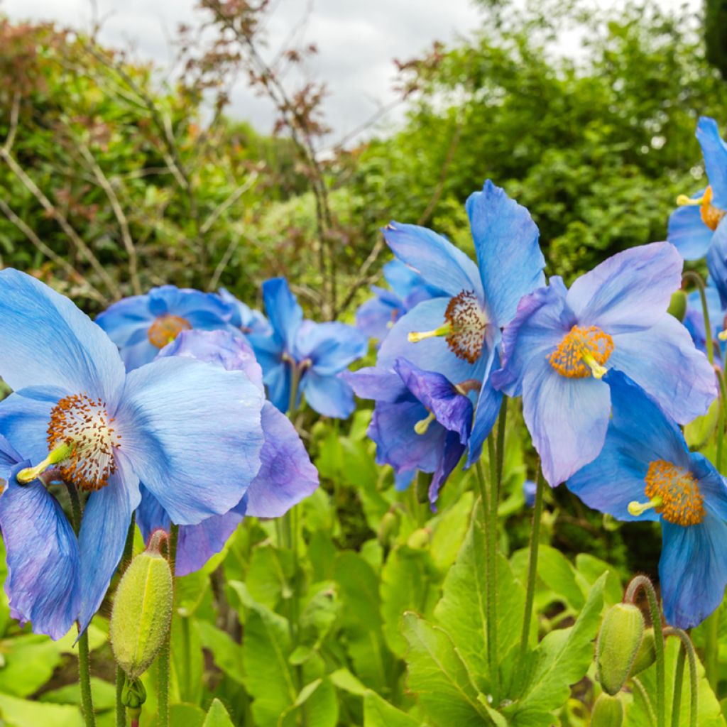 Meconopsis sheldonii Lingholm - Bastard-Scheinmohn