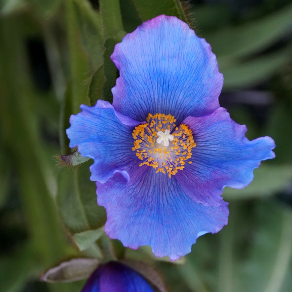 Meconopsis sheldonii Lingholm - Bastard-Scheinmohn