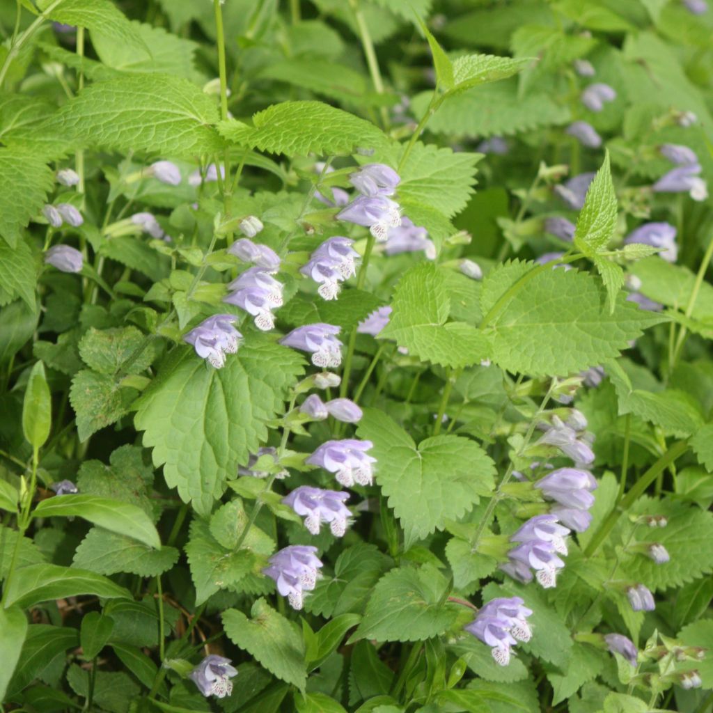 Meehania urticifolia - Asiatische Taubnessel