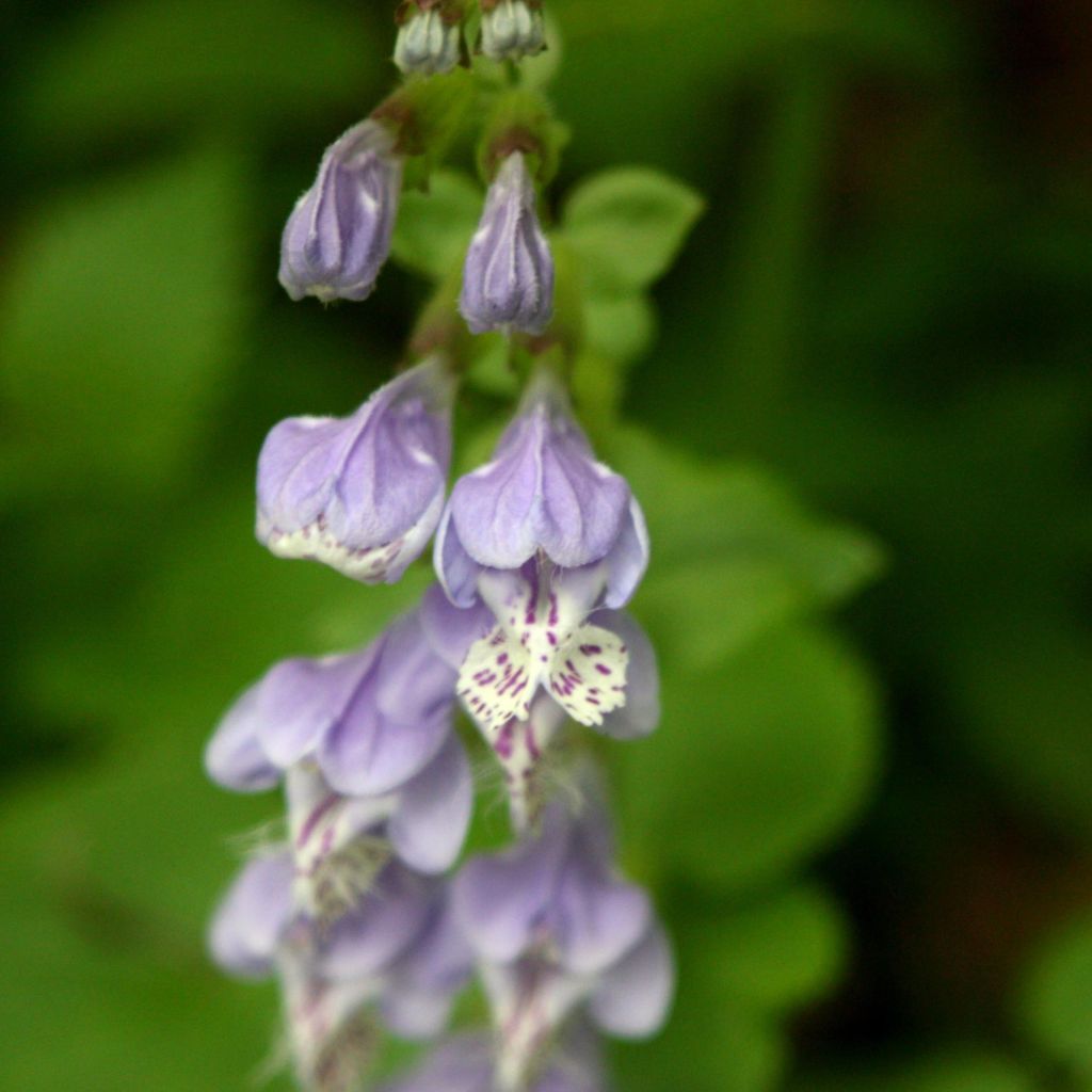 Meehania urticifolia