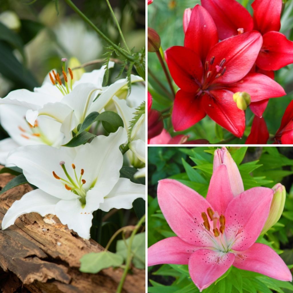 Asiatische Lilie Mix 6 - Lilium