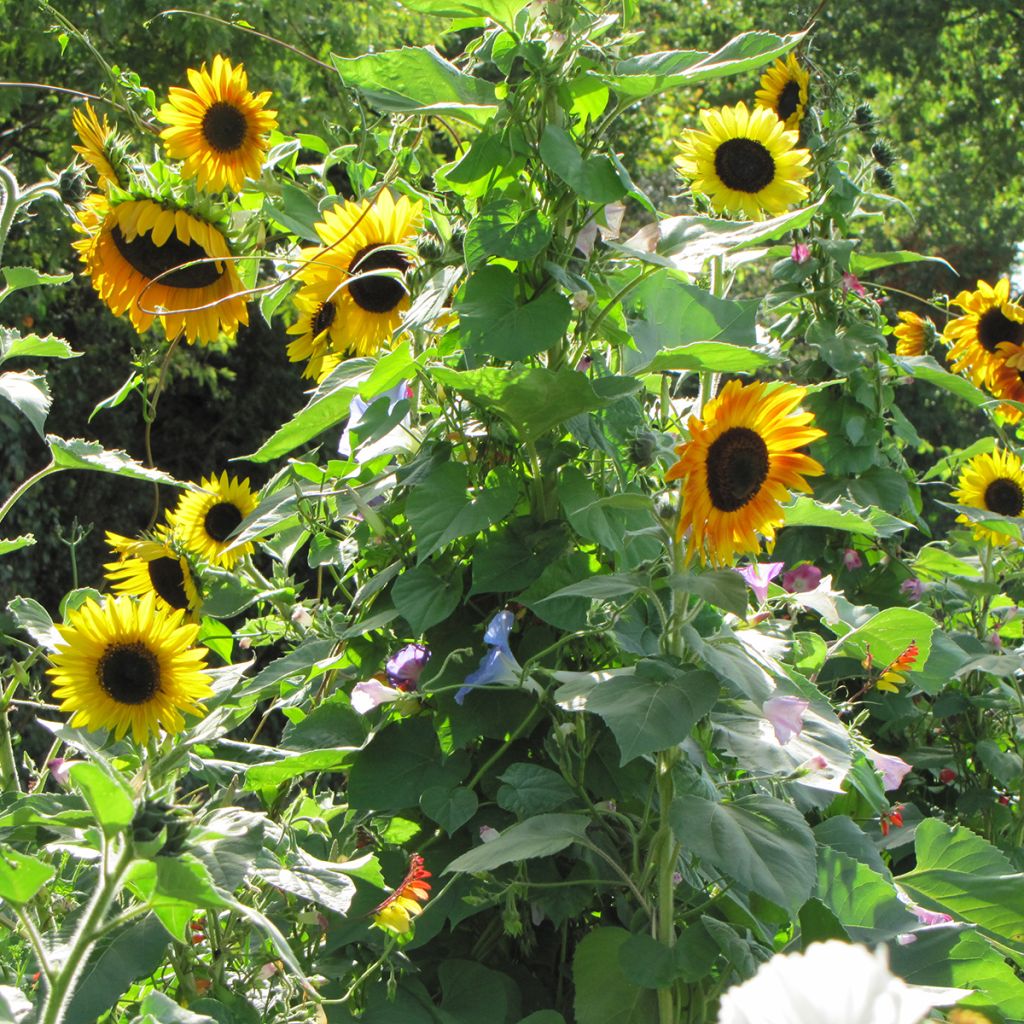 Sichtschutz-Blumenmischung (Sonnenblumen und Kletterpflanzen)