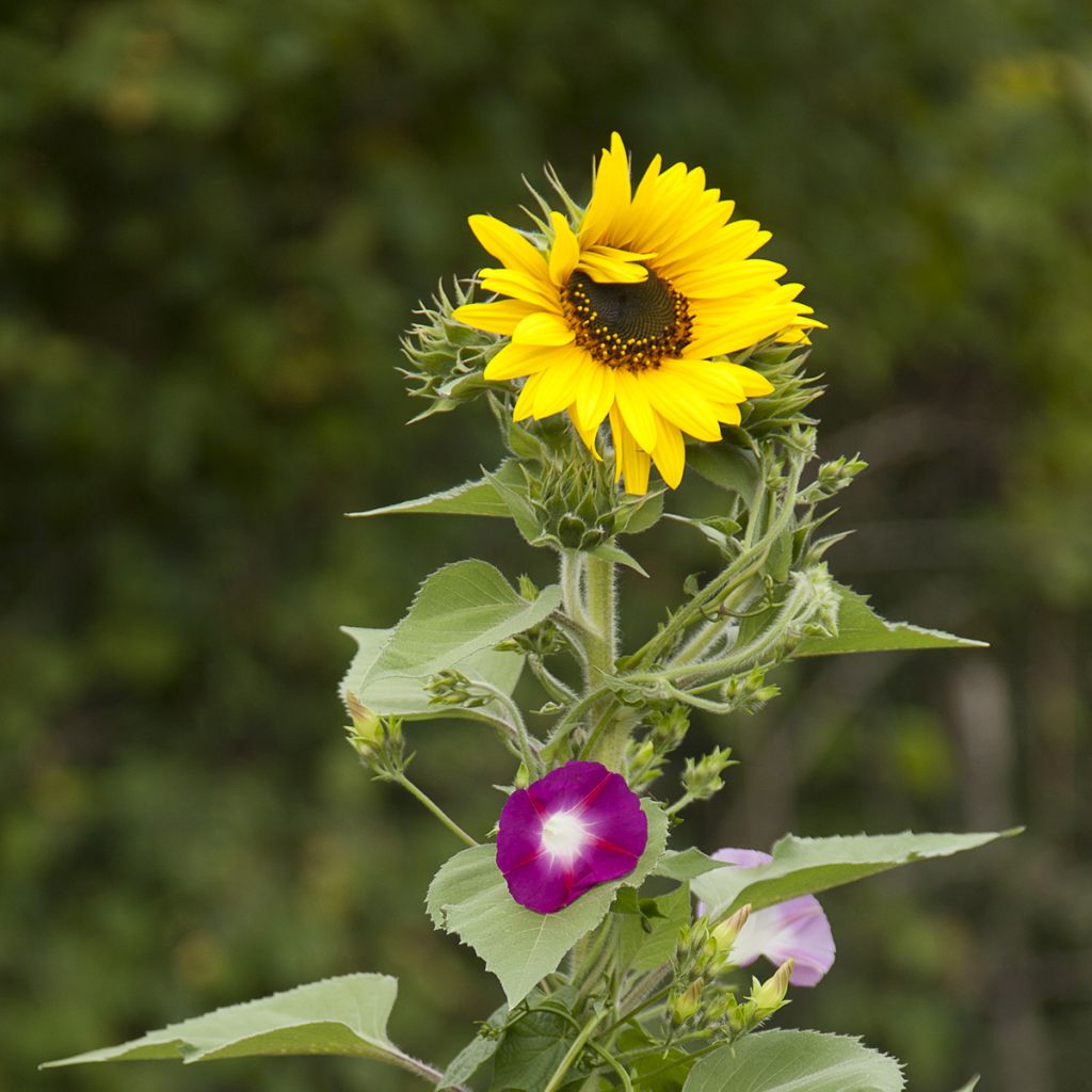 Sichtschutz-Blumenmischung (Sonnenblumen und Kletterpflanzen)