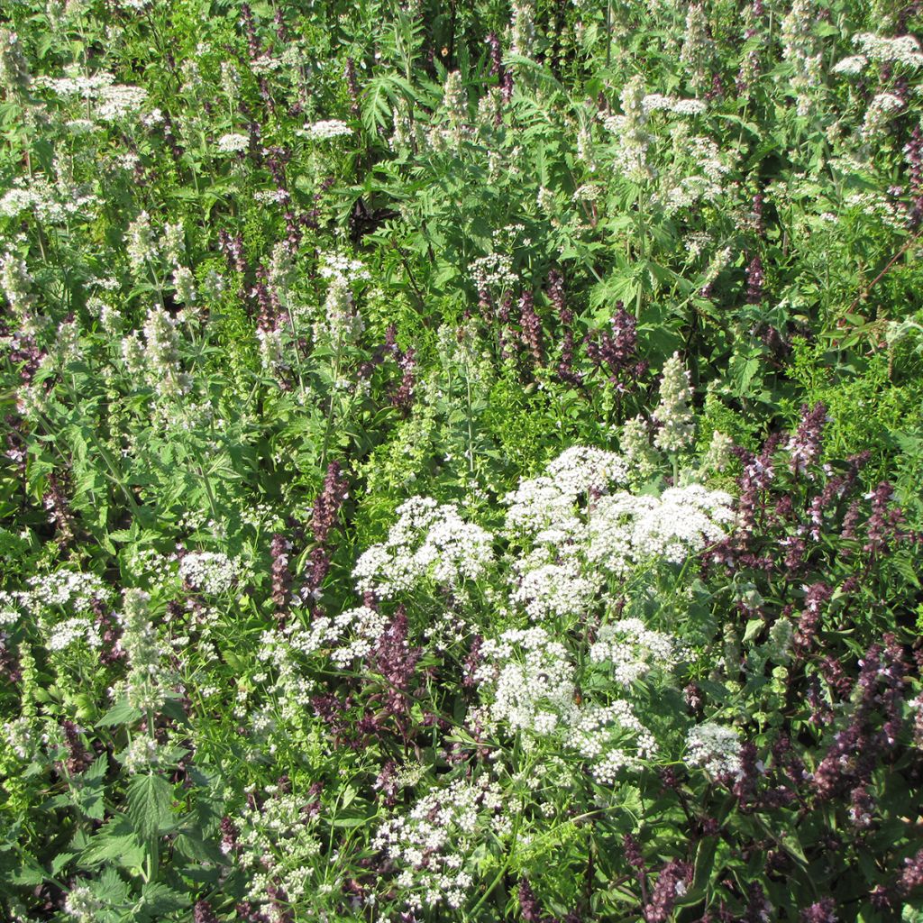 Blumenmischung zur Abwehr von Mücken