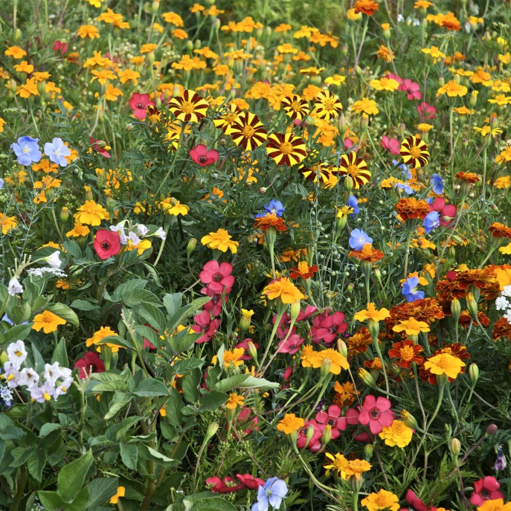 Blumenmischung zur Bekämpfung von Kartoffelkäfern