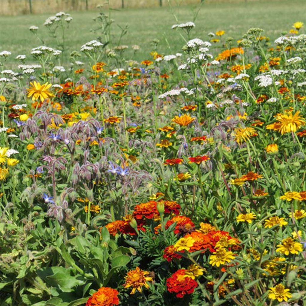 Blumenmischung zur Begrenzung von Schnecken