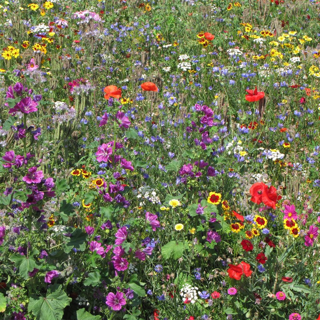 Blumenmischung zur Pflege von Marienkäfern