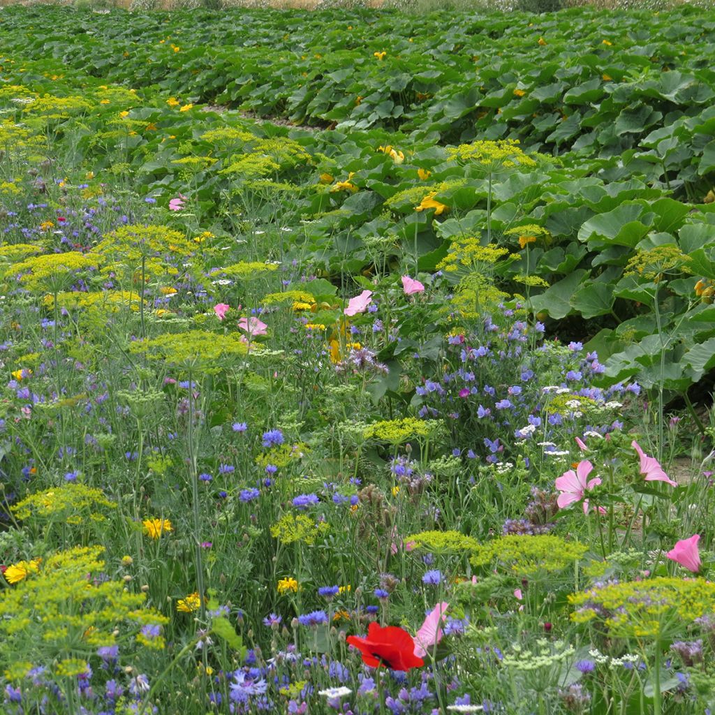 Bio-Gemisch aus schützenden Blumen für den Gemüsegarten