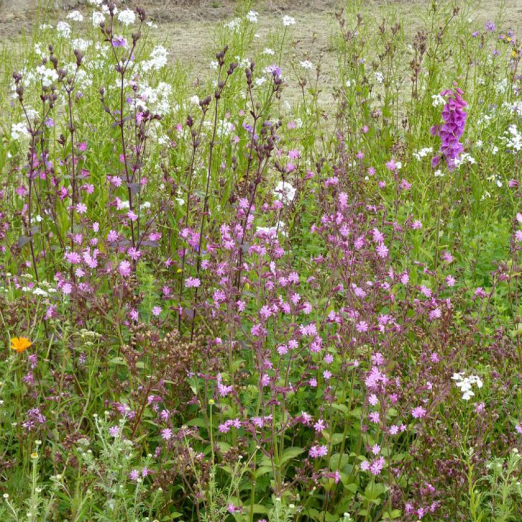 Wilde Blumenmischung Schatten & Licht