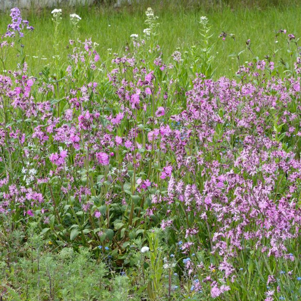 Mischung aus wilden Blumen Feuchtwiesen