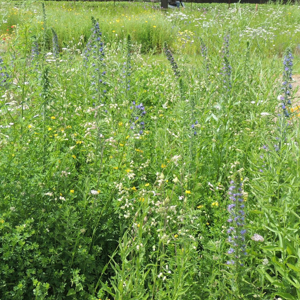 Wildblumenmischung für Schmetterlinge