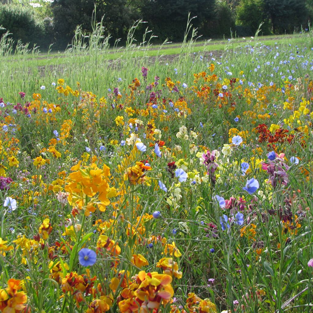 Vogelpflege-Mix - Dose 25 m2 Samen