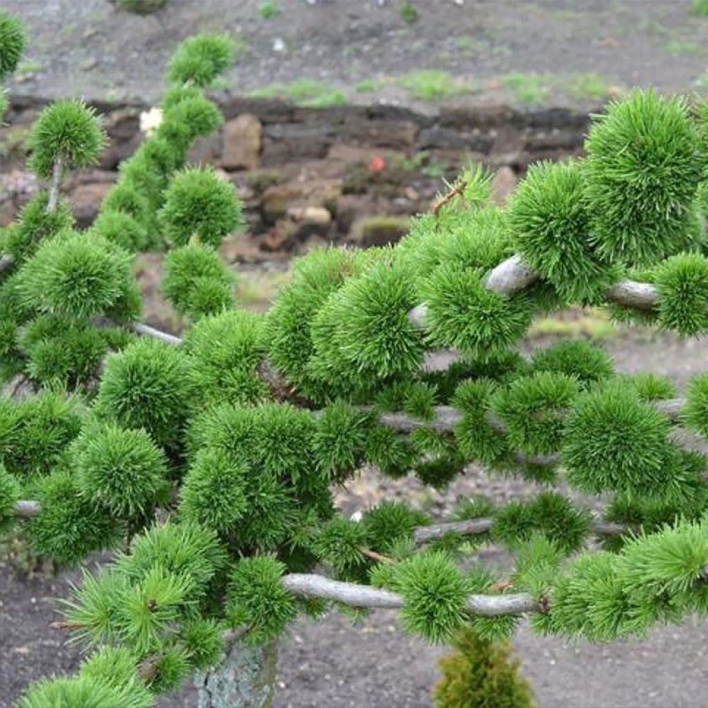 Larix decidua Krejci - Europäische Lärche