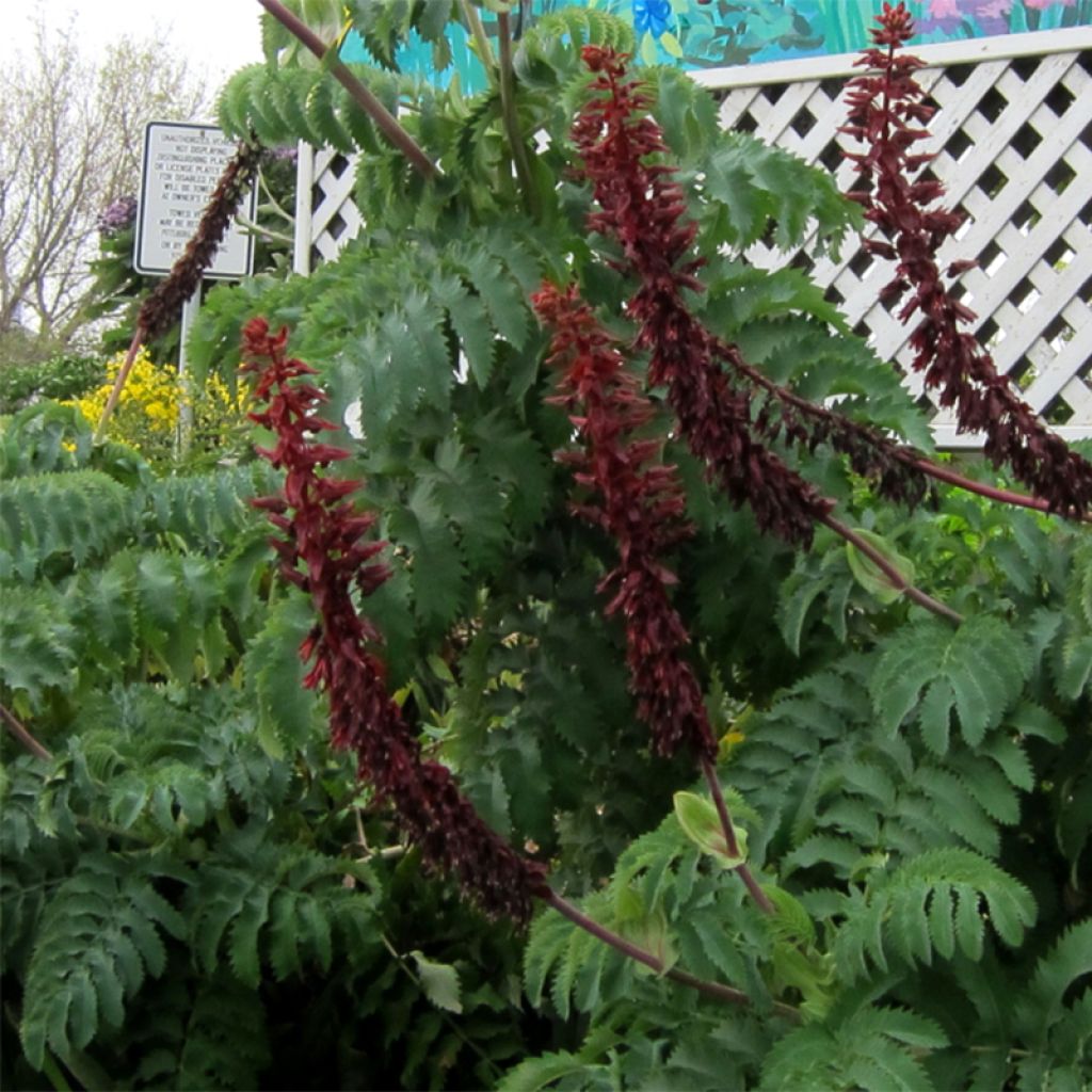 Melianthus major - Honigstrauch