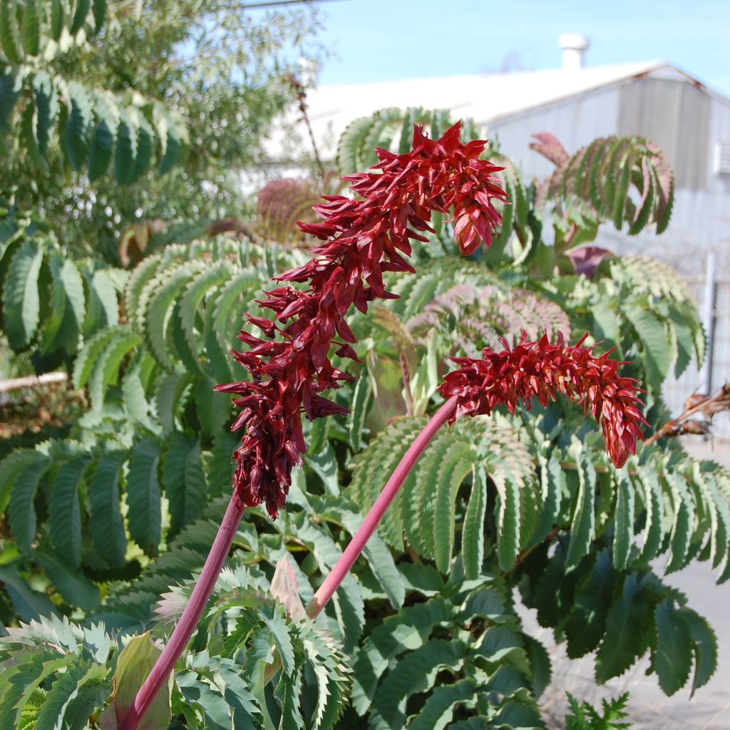 Melianthus major - Honigstrauch