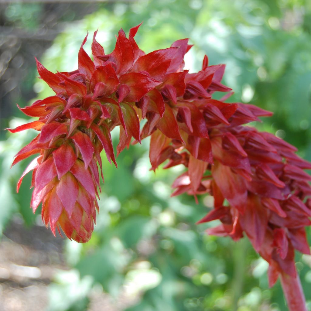 Melianthus major - Honigstrauch