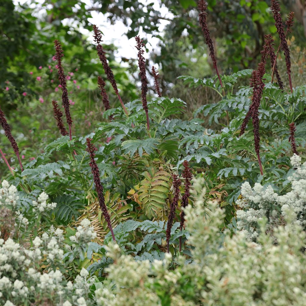 Melianthus major - Honigstrauch