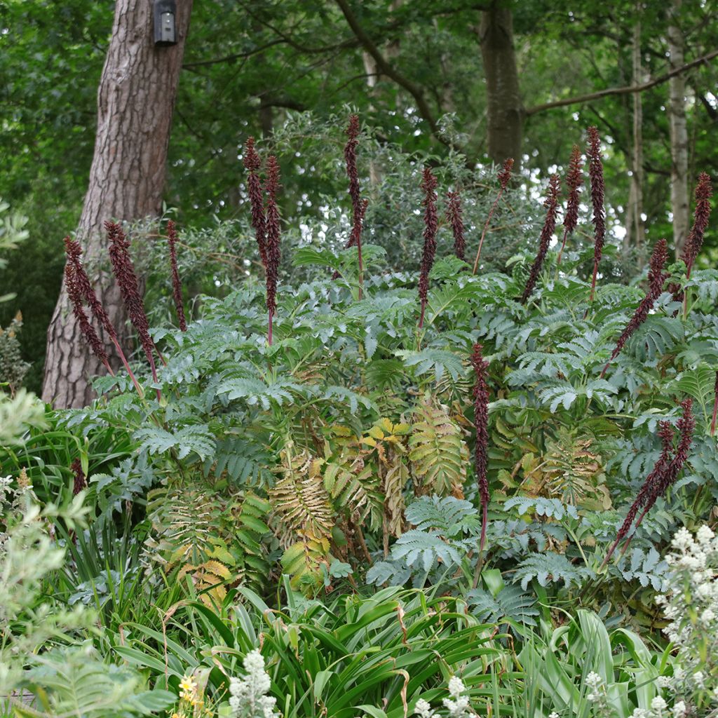 Melianthus major - Honigstrauch