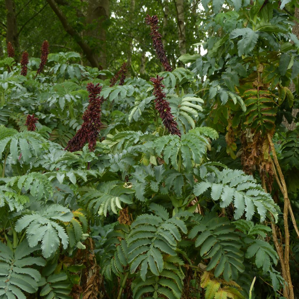 Melianthus major - Honigstrauch