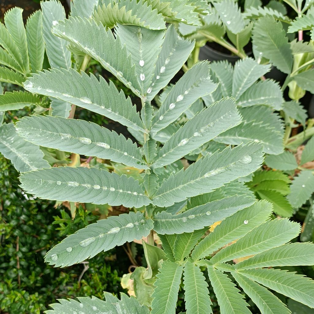 Melianthus major - Honigstrauch