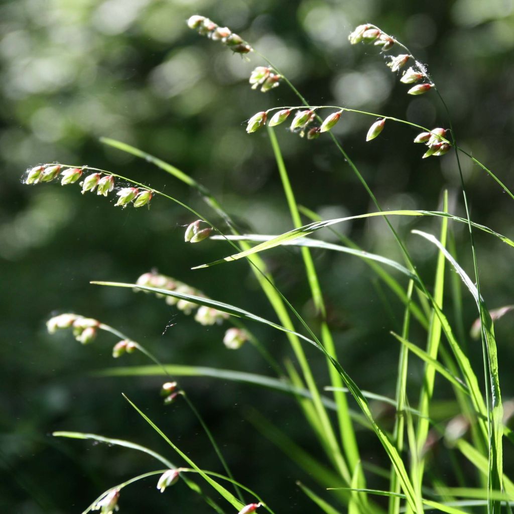 Melica nutans - Mélique penchée