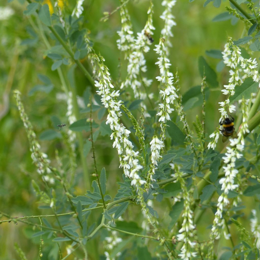 Weiße Steinklee - Melilotus albus