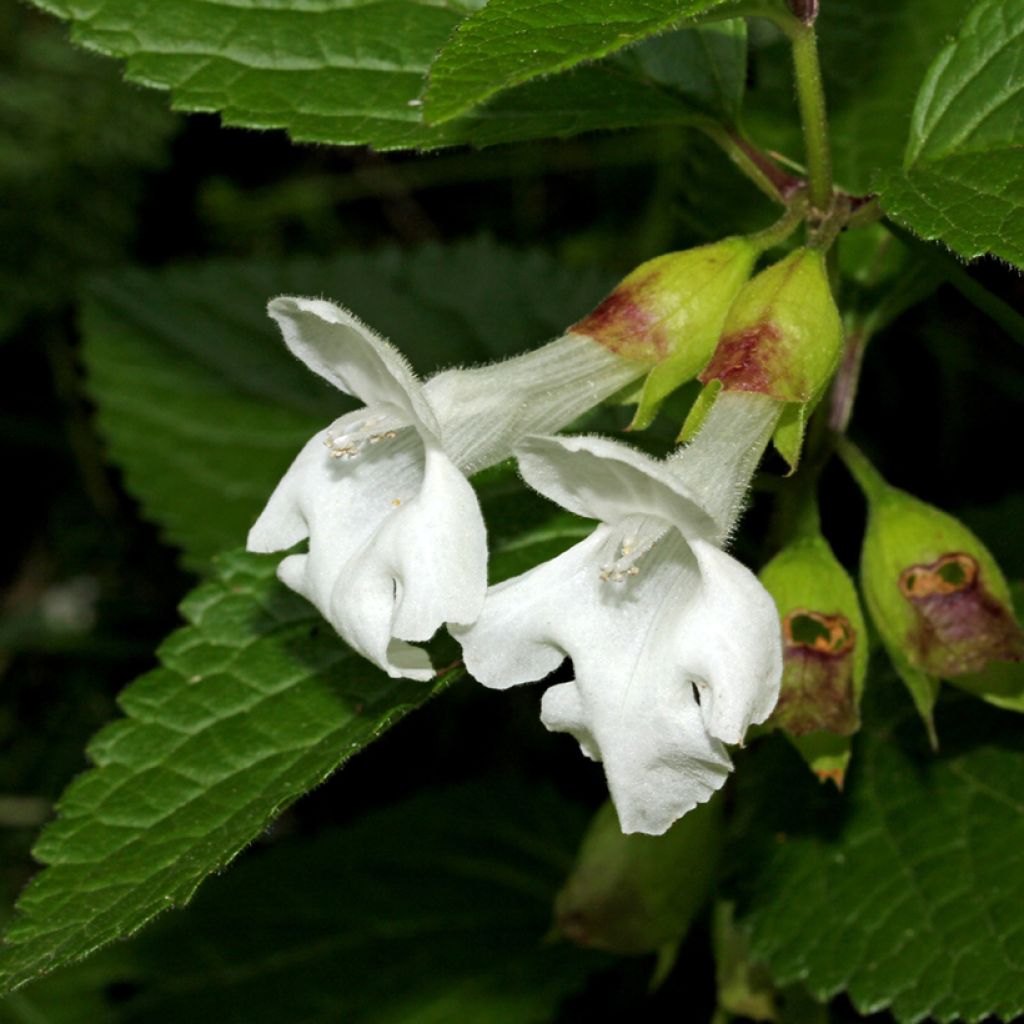 Immenblatt Alba - Melittis melissophyllum