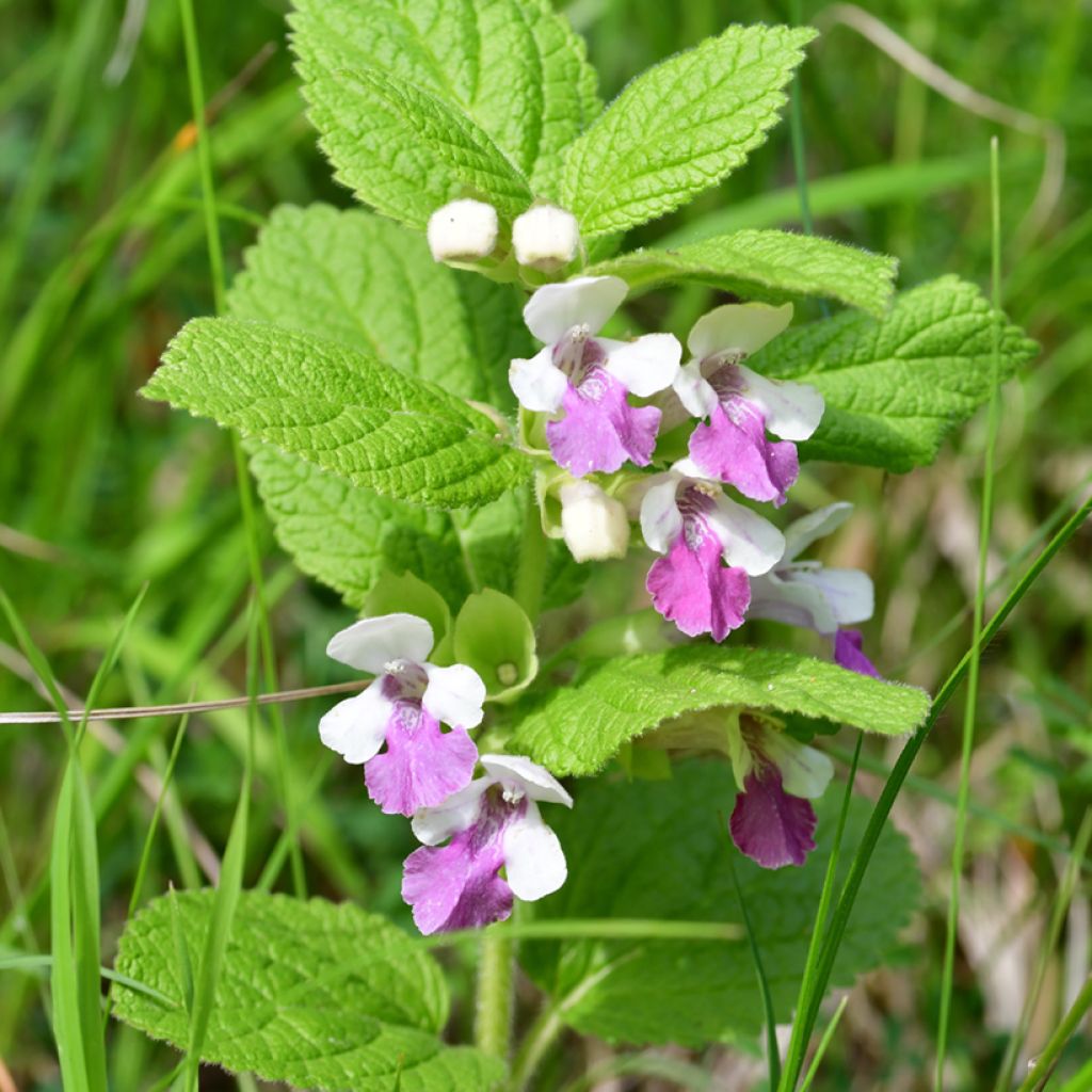 Immenblatt Royal Velvet - Melittis melissophyllum