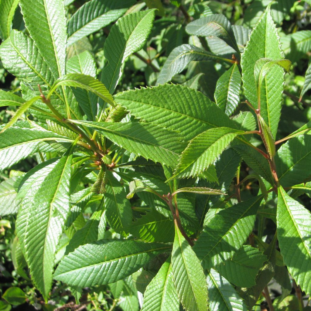 Melliosma cuneifolia