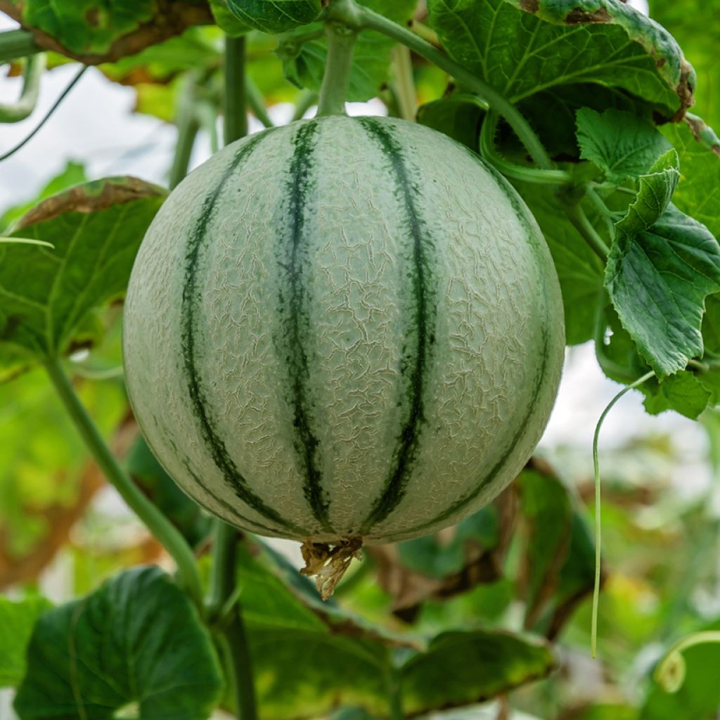 Melone Anasta F1