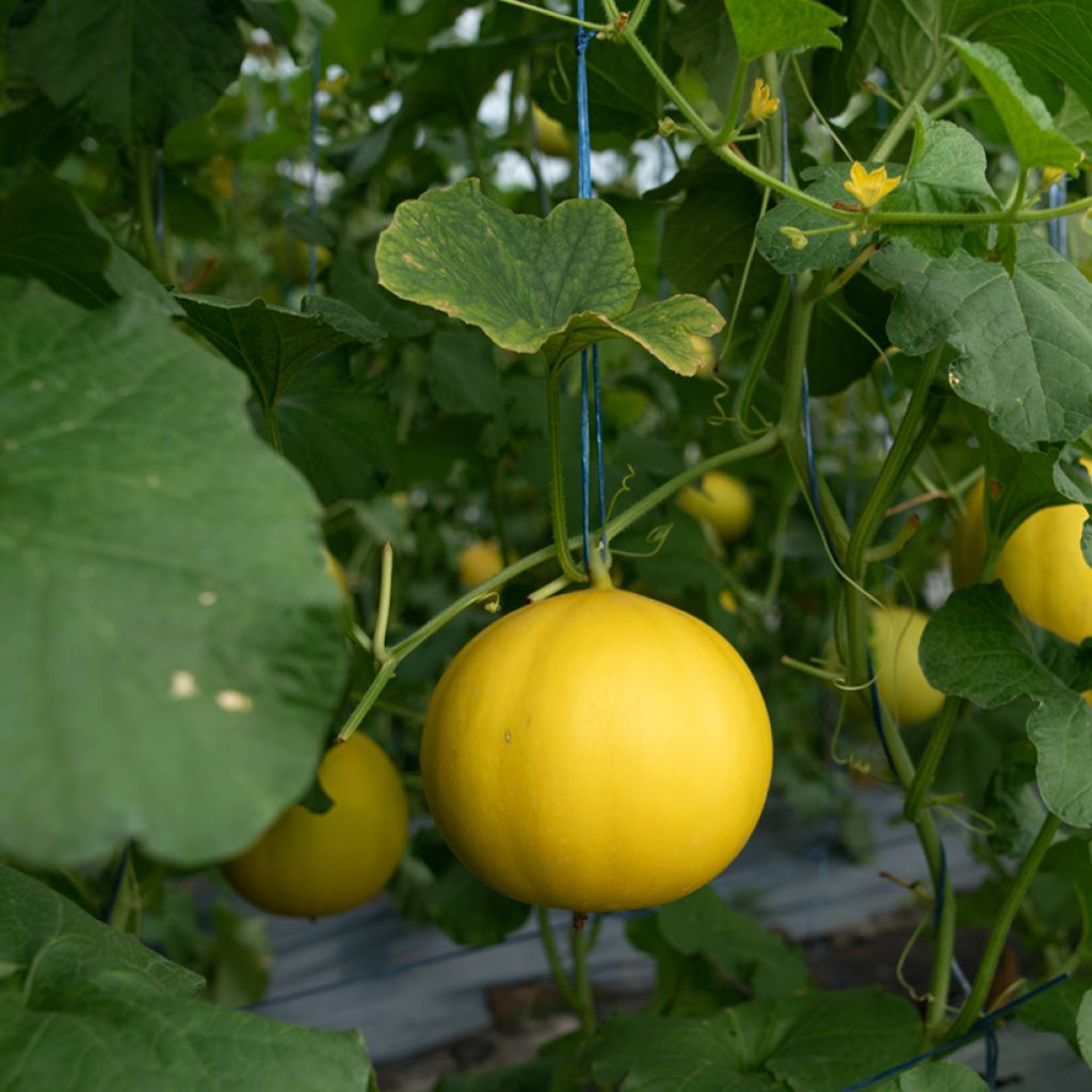 Melone Boule d'Or Bio - Ferme de Sainte Marthe