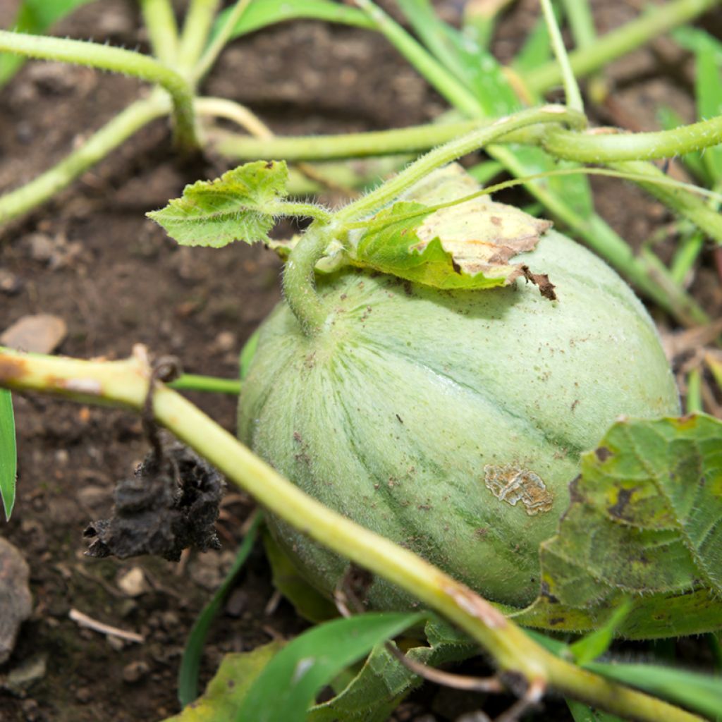 Melone Charentais - Vilmorin