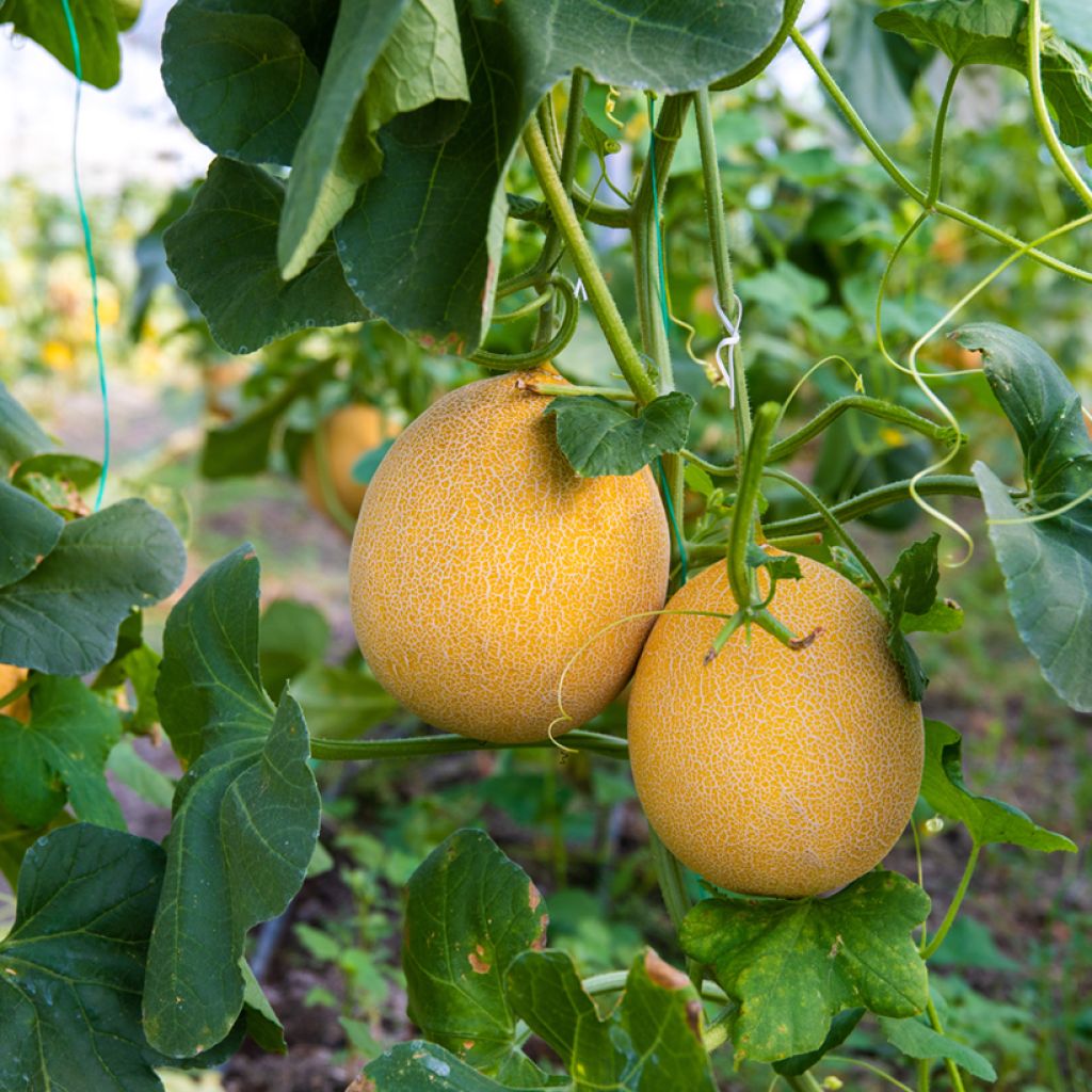 Melone Galia F1