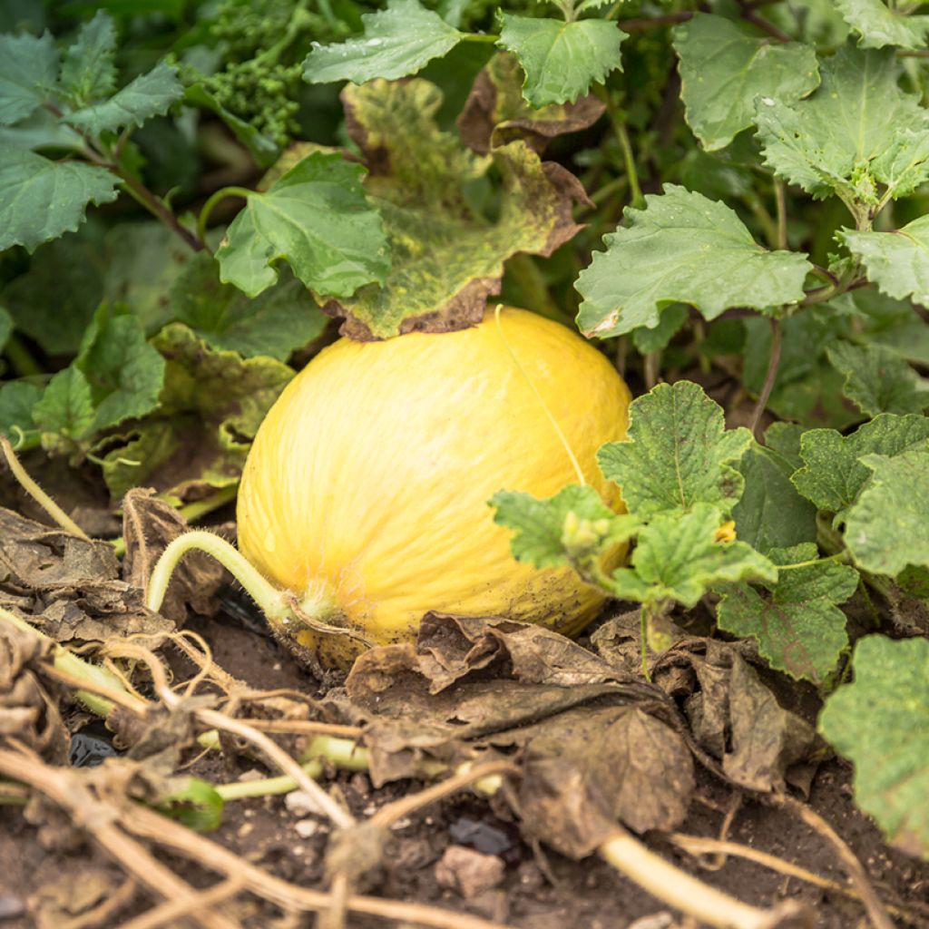 Melone Jaune Canari 2