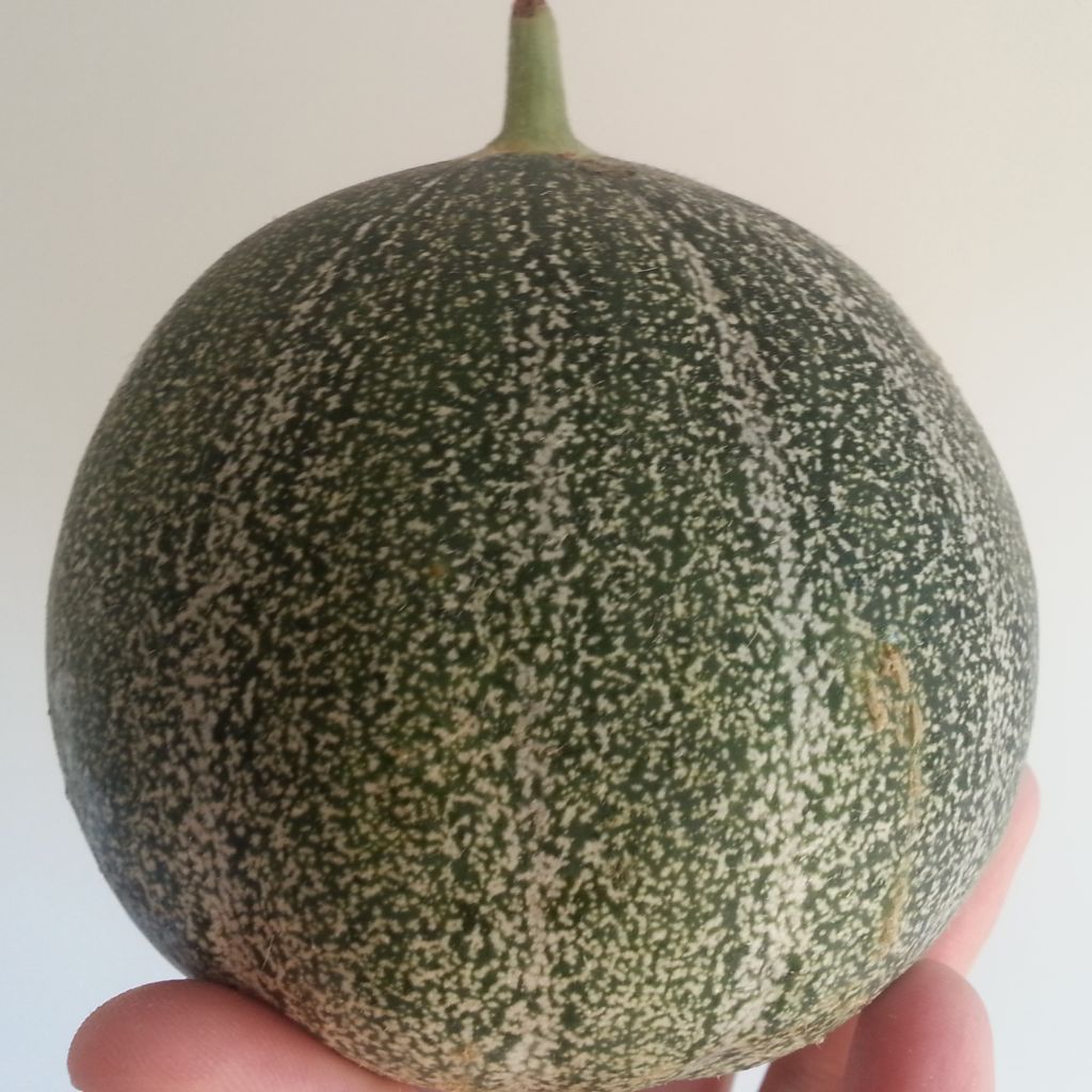 Melone Petit gris de Rennes